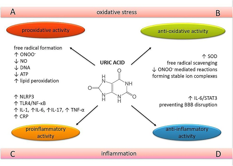 尿酸影响的多面性